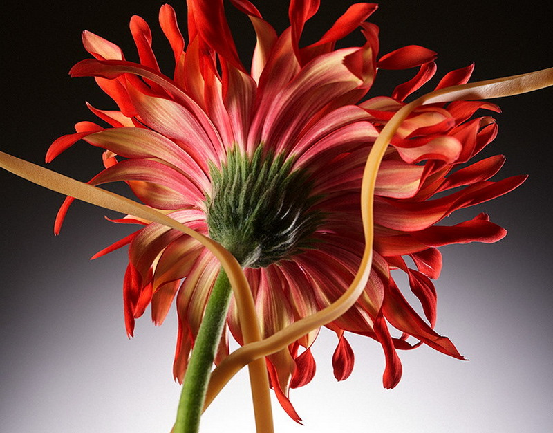 Директор Долиной объяснил причину переноса концерта в Петербурге